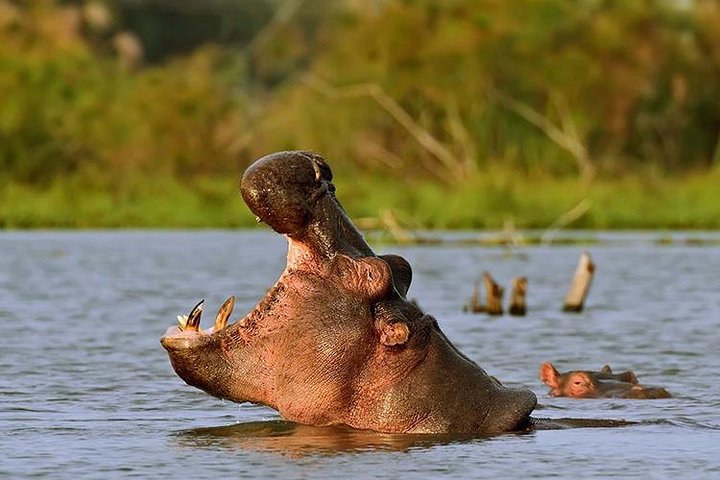 Nairobi: Hell's Gate National Park & Lake Naivasha Day Trip
