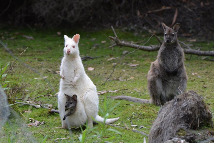 Full-Day Guided Bruny Island Tour from Hobart
