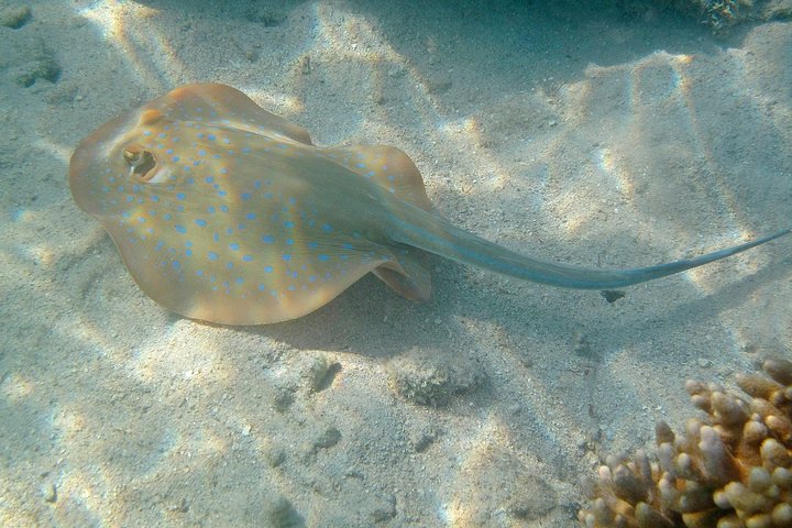 Green Island Day Trip from Cairns with Beaches Transfers