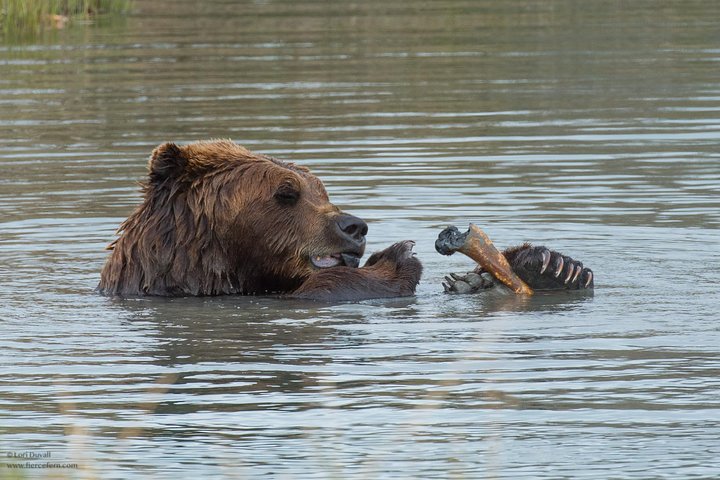 Glaciers and Wildlife: Super Scenic Day Tour from Anchorage