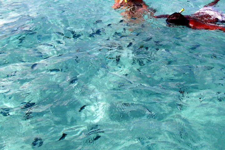 Spectacular Catamaran trip to Ile Aux Cerf with Lunch & Transfer