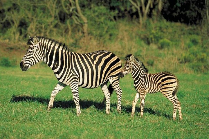 Hell's Gate Cycling Tour & Lake Naivasha Boat Ride from Nairobi