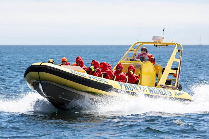 Victoria Zodiac Boat Whale Watching Adventure