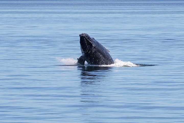 Vancouver Half-Day Whale Watching Adventure with Free Photos