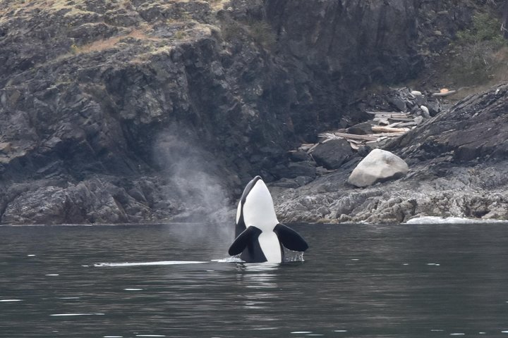 Vancouver Half-Day Whale Watching Adventure with Free Photos