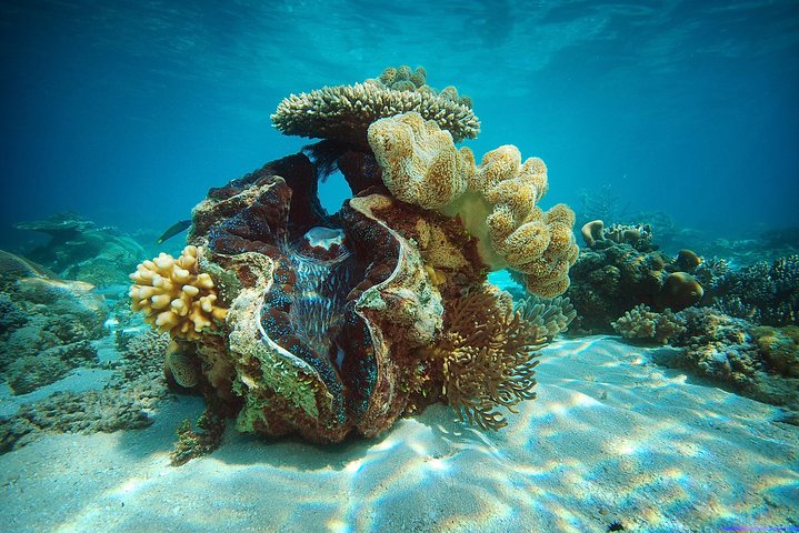 Green Island Reef Cruise - Half-Day Trip from Cairns