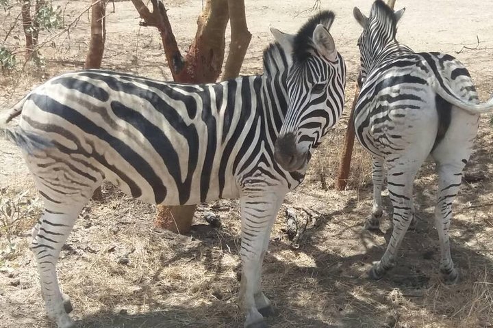Sensafari Yo private driver tour guide in Senegal- Bandia reserve