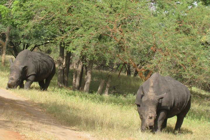 Sensafari Yo private driver tour guide in Senegal- Bandia reserve