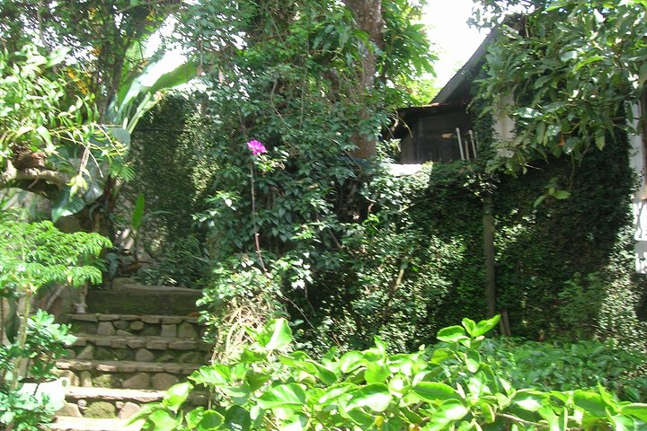Shore Excursion from Acajutla Coffee and flowers route
