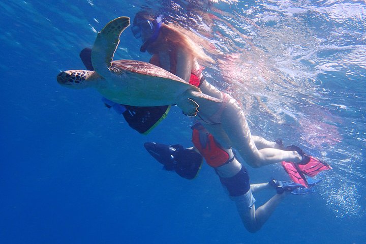 Turtle Beach Power Snorkeling Adventure (Pickup Included)