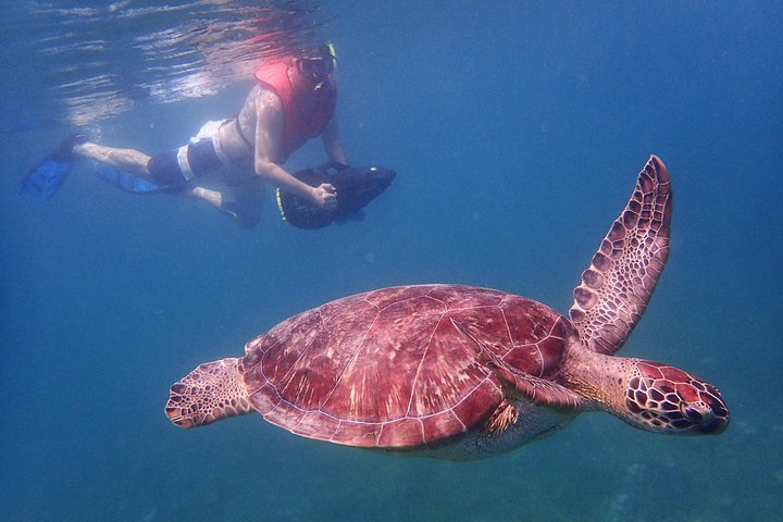 Turtle Beach Power Snorkeling Adventure (Pickup Included)