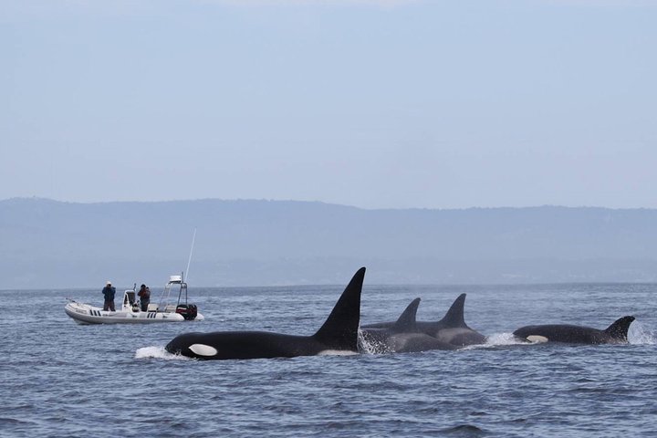 Ocean Safaris Whale Watching semi-private limited to 6 people max