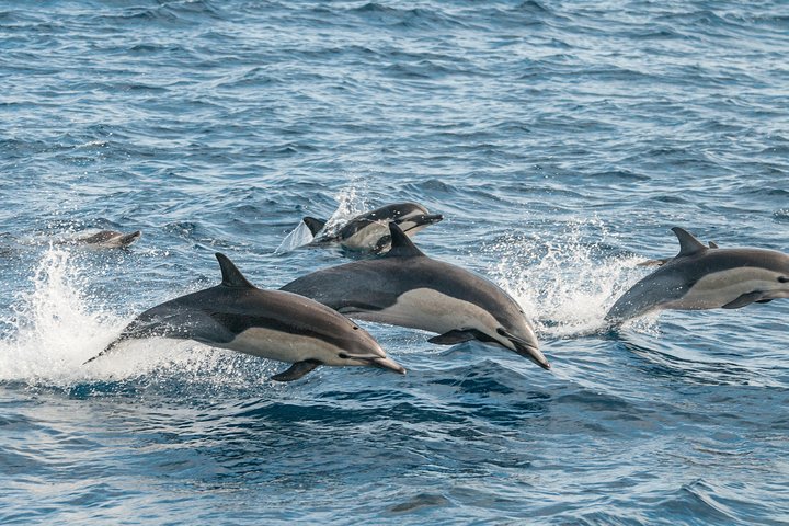 Ocean Safaris Whale Watching semi-private limited to 6 people max
