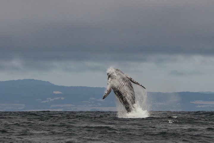 Ocean Safaris Whale Watching semi-private limited to 6 people max
