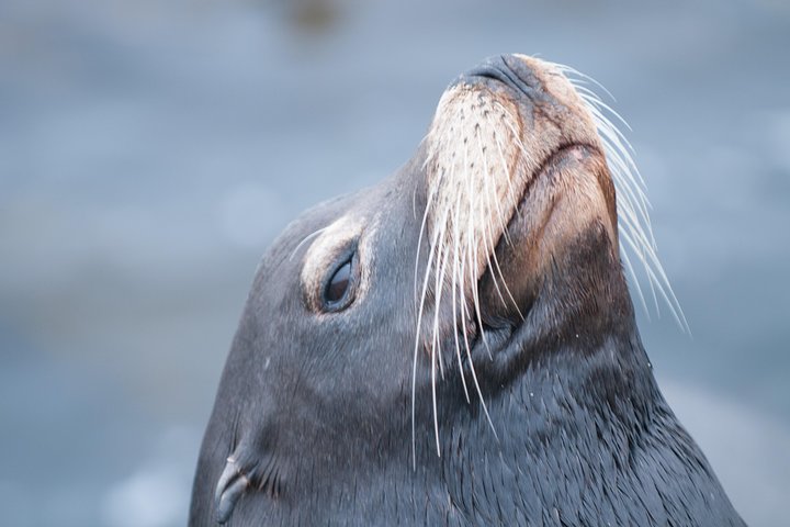 Ocean Safaris Whale Watching semi-private limited to 6 people max