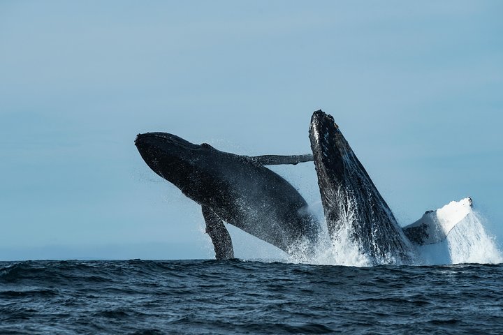 Ocean Safaris Whale Watching semi-private limited to 6 people max