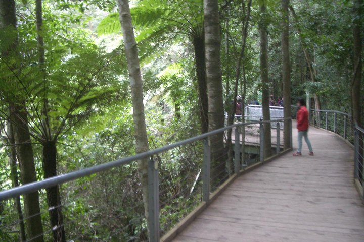 PRIVATE Blue Mountains tour & Koalas, Kangaroos, Cruise plus more
