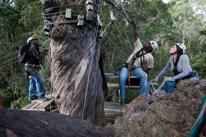 Tsitsikamma Canopy Tour