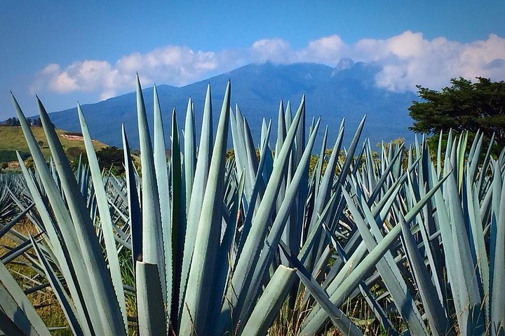 The Fire TOUR - Pyramids, Volcanoes, Agaves & Tequila