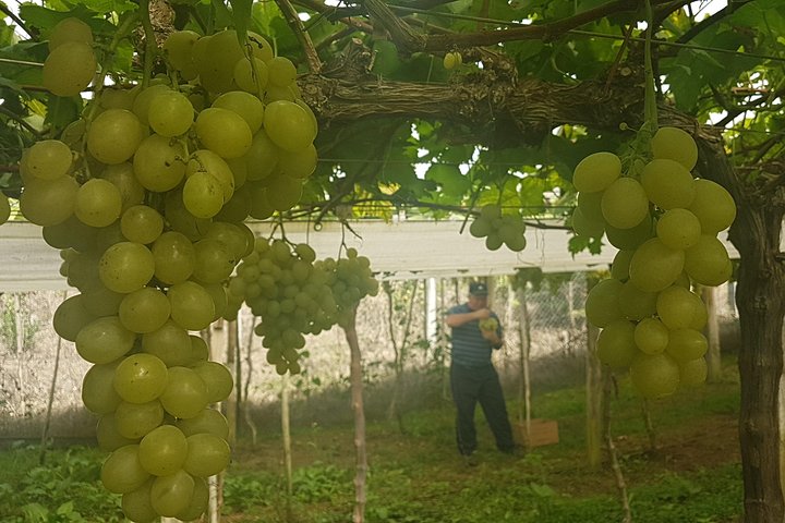 Vale dos Vinhedos: Private Group Tour from Porto Alegre