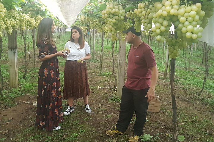 Vale dos Vinhedos: Private Group Tour from Porto Alegre