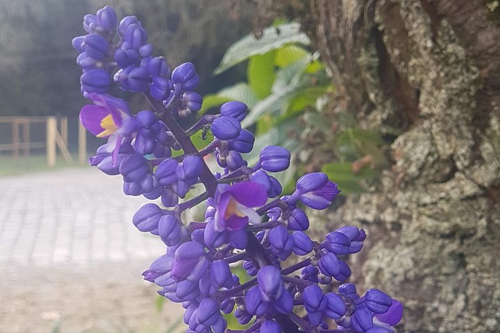Vale dos Vinhedos: Private Group Tour from Porto Alegre