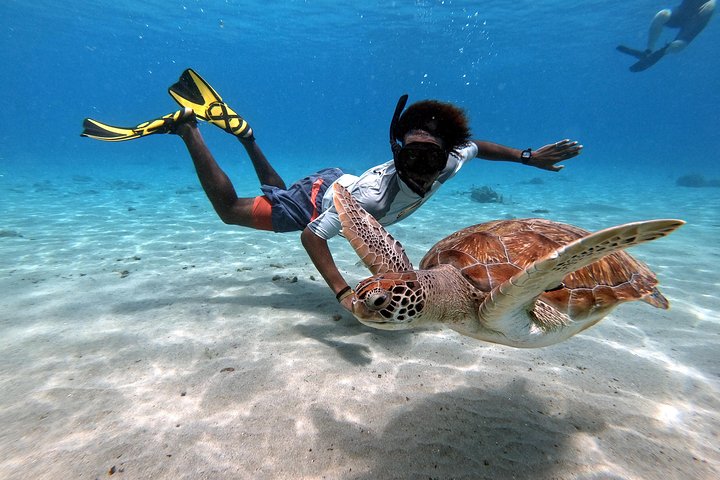 Unforgettable Sea Turtle Swim & Grote Knip Beach Escape