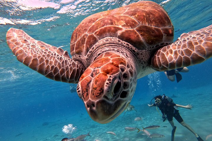 Unforgettable Sea Turtle Swim & Grote Knip Beach Escape