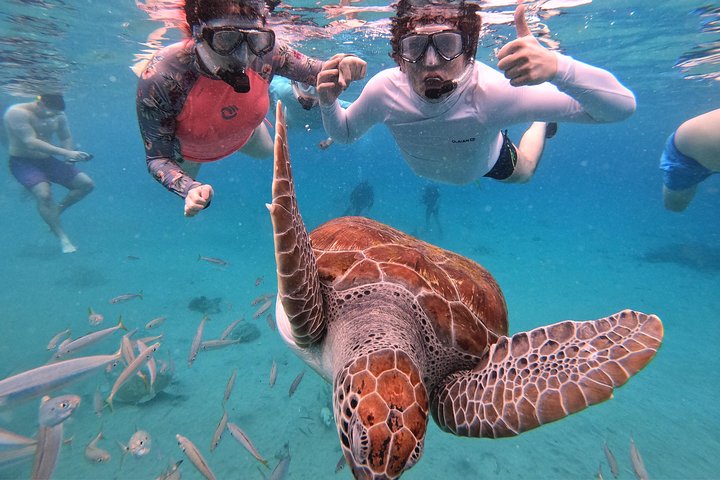 Unforgettable Sea Turtle Swim & Grote Knip Beach Escape