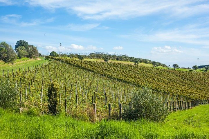 Waiheke island wine tours with Waitiki Tours