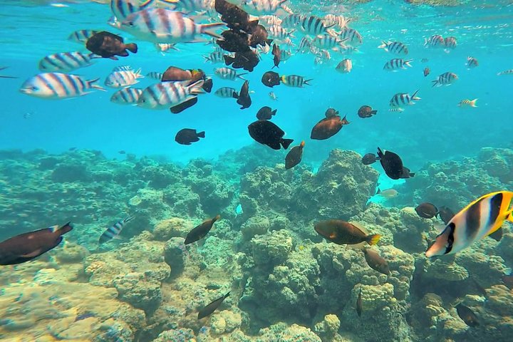 Spectacular Catamaran trip to Ile Aux Cerf with Lunch & Transfer