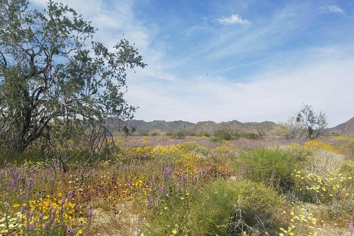 Joshua Tree National Park Scenic Tour