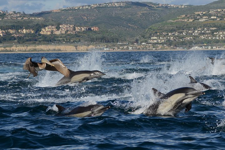 Whale-Watching Cruise from Newport Beach