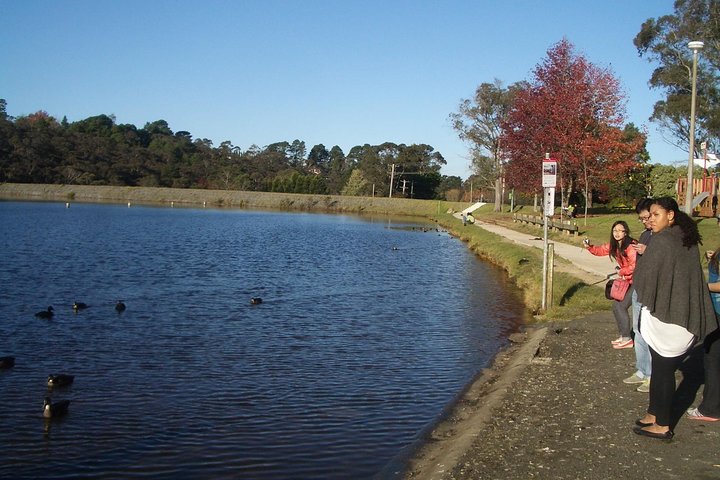 PRIVATE Blue Mountains tour & Koalas, Kangaroos, Cruise plus more