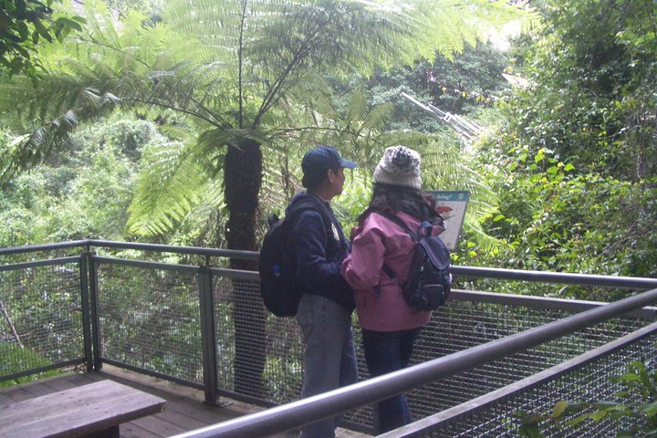 PRIVATE Blue Mountains tour & Koalas, Kangaroos, Cruise plus more
