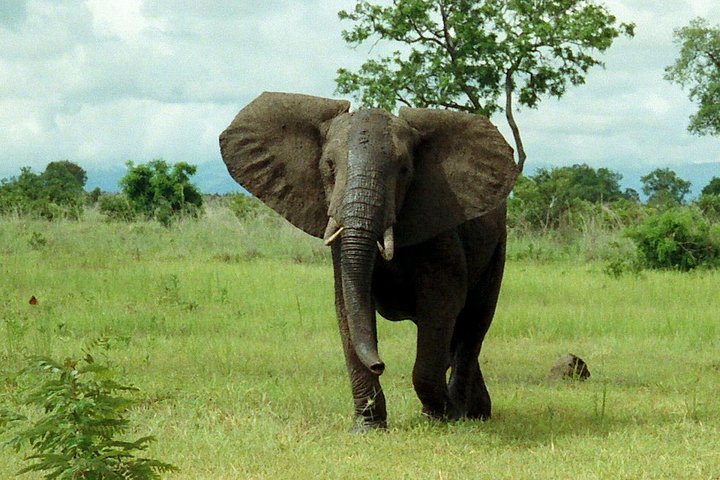 2 Days - Mikumi safari depart from Zanzibar or Dar es salaam