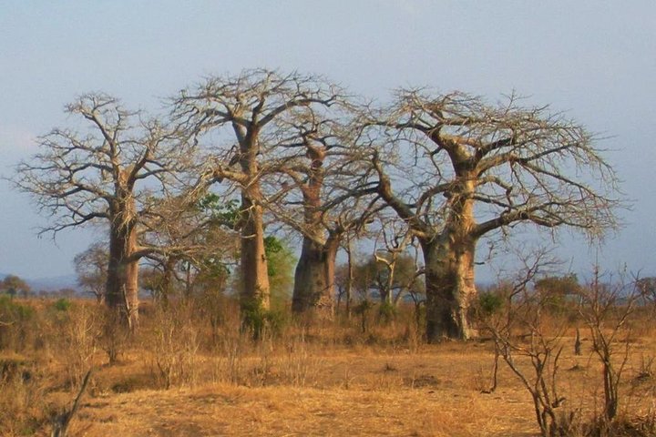 2 Days - Mikumi safari depart from Zanzibar or Dar es salaam