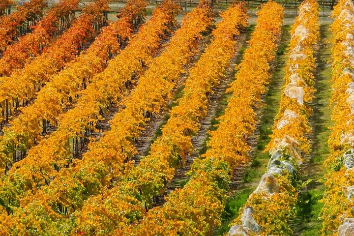 Wanaka Wine Tours - Boutique Tour