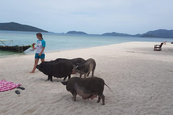 Half Day Pig Island and Snorkeling Experience