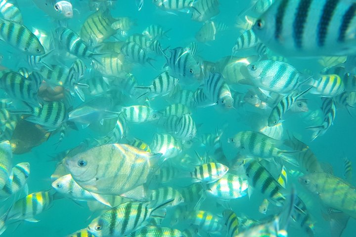 Half Day Pig Island and Snorkeling Experience