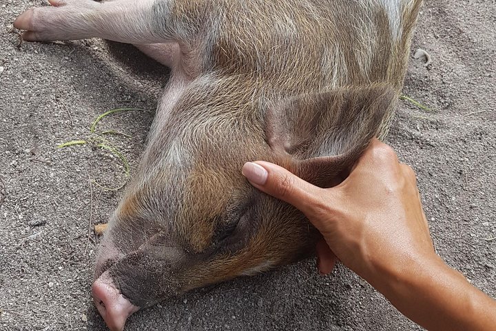 Half Day Pig Island and Snorkeling Experience