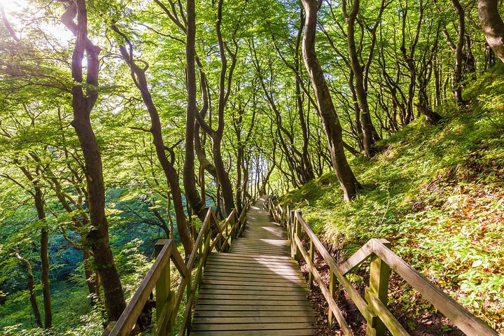 Møns klint and The Forest tower - A day tour from Copenhagen