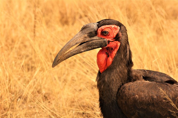Afternoon Kruger National Park Safari