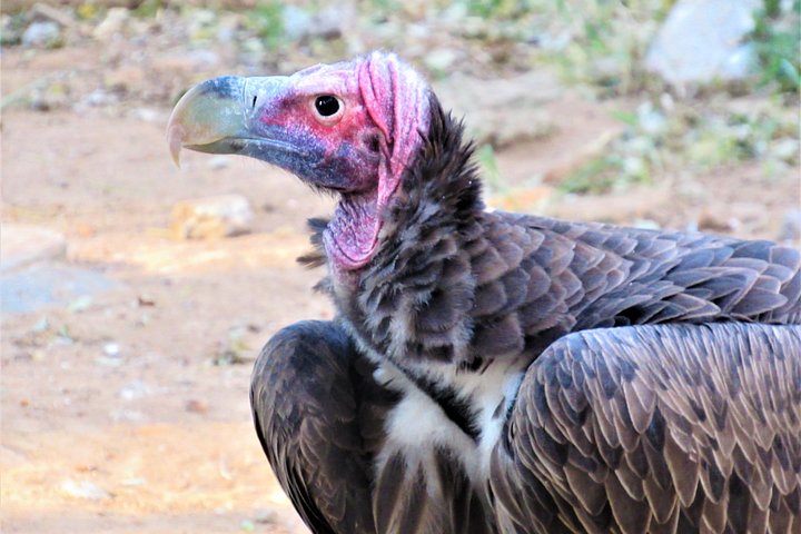 Afternoon Kruger National Park Safari