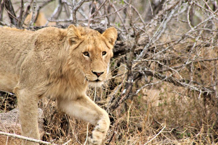 Afternoon Kruger National Park Safari