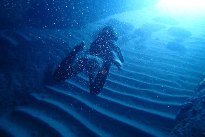 Blue Cave and Elafiti Islands Speedboat Tour from Dubrovnik