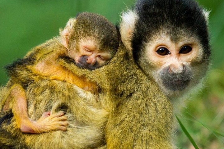 Rurrenabaque Pampas. 3 Days & 2 Nights.PRIVATE TOUR 3PPL MIN