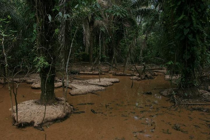Rurrenabaque Pampas. 3 Days & 2 Nights.PRIVATE TOUR 3PPL MIN
