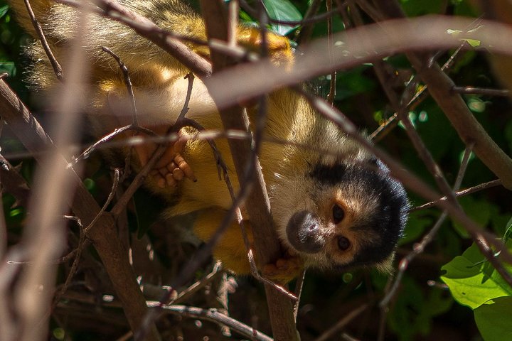 Rurrenabaque Pampas. 3 Days & 2 Nights.PRIVATE TOUR 3PPL MIN