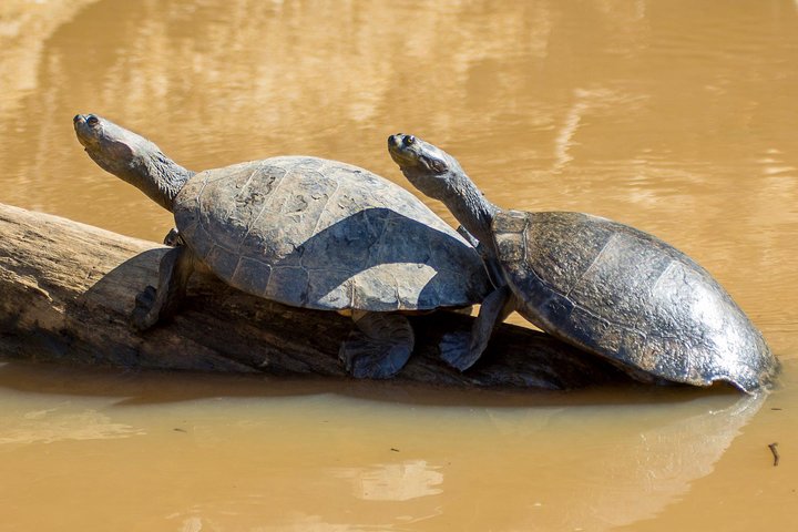 Rurrenabaque Pampas. 3 Days & 2 Nights.PRIVATE TOUR 3PPL MIN